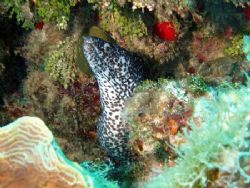 spotted moray ell, Jamaica, c 60' with olympus mju410 and... by Steve Laycock 